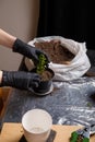 Woman taking care of spring flower seedling. Replanting of kalanchoe usinf universal soil and compost.