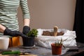 Woman taking care of spring flower seedling. Replanting of kalanchoe using universal soil and compost.