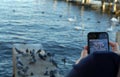 A woman taking photo with her mobile phone of waterfowl on the bank of Lake Zurich. Royalty Free Stock Photo