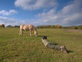 Woman taking photo of nice grazing horse on meadow Royalty Free Stock Photo