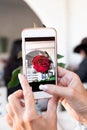 Woman taking photo of rose on her smartphone. Royalty Free Stock Photo