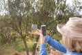 Woman taking a photo of wine glass in olives farm Royalty Free Stock Photo