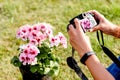 Woman taking photos of pink flowers on the camera on the green grass Royalty Free Stock Photo