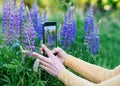 Woman taking photos of purple Lupines on the phone on the green grass at sunset Royalty Free Stock Photo