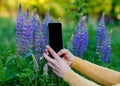 Woman taking photos of purple Lupines on phone on the green grass at sunset Royalty Free Stock Photo