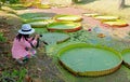 Woman taking Photos of Victoria Amazonica Water Lily Pads of in Duckweed Covered Pond Royalty Free Stock Photo
