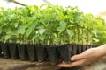 Woman taking seedling tray with young tomato plants from table Royalty Free Stock Photo