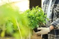 Woman taking seedling tray with young tomato plants from table in greenhouse Royalty Free Stock Photo