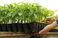 Woman taking seedling tray with young tomato plants from table, closeup Royalty Free Stock Photo