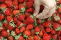A woman taking a strawberry out of a large pile of freshly harvested organic strawberries