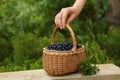 Woman taking wicker basket with bilberries at wooden table outdoors, closeup Royalty Free Stock Photo