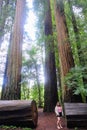 A woman talking through stout grove in Jebediah Smith Redwoods State Park, California. Surrounded by giant redwoods trees