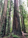 A woman talking through stout grove in Jebediah Smith Redwoods State Park, California. Surrounded by giant redwoods trees