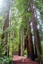 A woman talking through stout grove in Jebediah Smith Redwoods State Park, California. Surrounded by giant redwoods trees