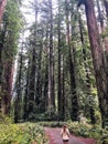 A woman talking through stout grove in Jebediah Smith Redwoods State Park, California. Surrounded by giant redwoods trees