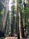 A woman talking through stout grove in Jebediah Smith Redwoods State Park, California. Surrounded by giant redwoods trees