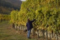 Woman tasting grapes