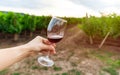 A woman tasting red wine, vineyard on background. Glass of red wine Royalty Free Stock Photo