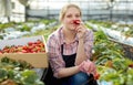 Woman tasting strawberry in greenhouse Royalty Free Stock Photo