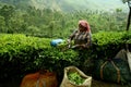 Woman at tea plantation