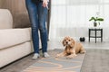 Woman teach cute dog commands at home