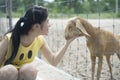 Woman tease a goat in paddock, play with a goat