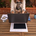 Woman teleworking from home with her dog looking at laptop screen, Royalty Free Stock Photo