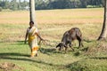 Woman with their farm animal at village in Kerala