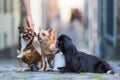 Woman with three small dogs on a cobblestone road Royalty Free Stock Photo