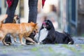 Woman with three small dogs on a cobblestone road Royalty Free Stock Photo