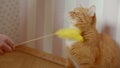 Woman tickling her cute and lovely ginger cat using stick with plumule at home.