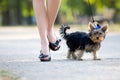 Woman with tiny terrier