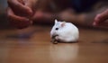 Woman is about to catch cute female exotic Winter White Dwarf Hamster Winter White Dwarf, Djungarian, Siberian Hamster which is