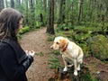 A woman about to feed her pet yellow lab a dog treat while walking in pacific spirit regional park. Vancouver, Canada.