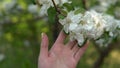 Woman touches a branch of a blossoming apple tree. Hand of a girl close-up. Royalty Free Stock Photo