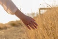 Woman touches the dried golden grass on the sunset background Royalty Free Stock Photo