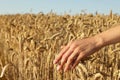 Woman touching ears of wheat in field under sky, closeup Royalty Free Stock Photo