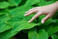 Woman touching green hosta leaves with raindrops. Royalty Free Stock Photo