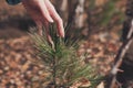 woman touching pine tree needles in a forest. calm and peaceful place. autumn atmosphere. warm evening in a park. planet Royalty Free Stock Photo