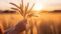 A woman touching the spikelets on the field