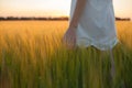 Woman touching wheat ear in wheat field Royalty Free Stock Photo