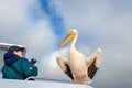 Woman tourist making photo of pelican bird on catamaran, safari travel vacation in Africa, Walvis Bay, Namibia