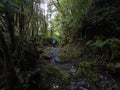 Woman tourist on the path, Copland track, New Zealand Royalty Free Stock Photo