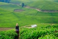 Woman/tourist walking through tea plantation field in Rwanda, Af