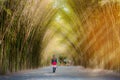 Woman tourists walk the bamboo tunnel