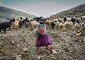 Woman in traditional Bolivian clothing shepherding her goats and sheep in the Bolivian altiplano