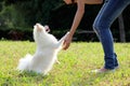 Woman train her dog Royalty Free Stock Photo