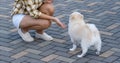 Woman train her pomeranian dog