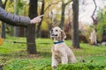 Woman training her dog in park Royalty Free Stock Photo