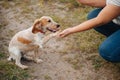 Woman training hunting spaniel in nature Royalty Free Stock Photo